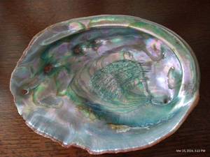 lot 101 image: Abalone Shell - 8 x 6.5