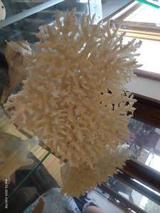 lot 115 image: Coral - Roughly 11 x 11 x 7