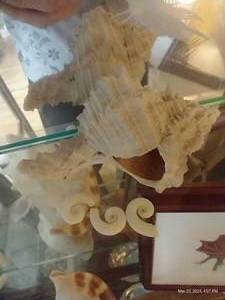 lot 116 image: 1 Small 4 Seashell And 3 Tiny Shells