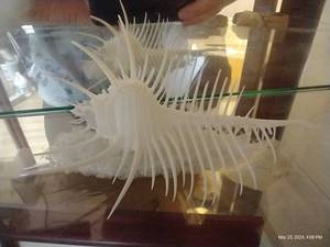 lot 117 image: 6 Spiny Seashell - Possibly Venus Comb Murex