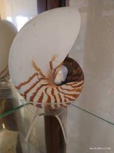 lot 125 image: Giant Nautilus - 7 Tall