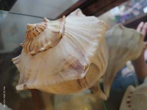 lot 129 image: Large Seashell - Some Broken Tips