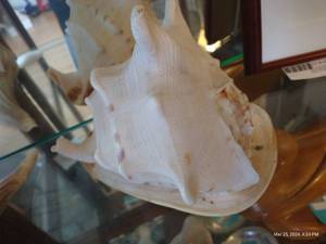 lot 130 image: Huge Seashell - 10 x 9 x 8