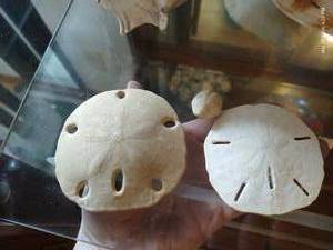 lot 131 image: Lot Of 3 Sand Dollars