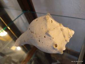 lot 133 image: Large Pitted White Conch Seashell