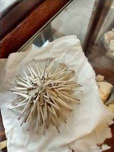 lot 140 image: Possible Spiny Sea Urchin