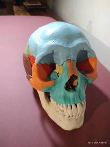 lot 764 image: Medical Training Skull