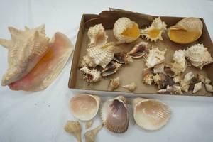 lot 63 image: Variety of Sea Shells, Sea Shells Candles