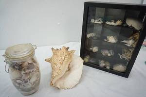 lot 64 image: Glass jar with Sea Shells, Conch Sea Shell and a Shadow box display with Sea Shells