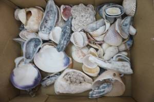lot 226 image: Variety of Sea Shells