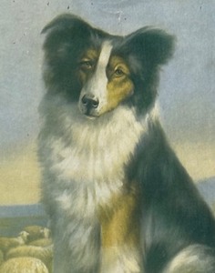 lot 251 image: Vigilance Collie Dog Framed Vintage Print by R. Atkinson Fox