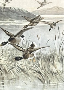 lot 399 image: Vintage R. Atkinson Fox Waterfowl Print
