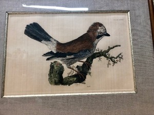 lot 129 image: Original Antique Selby Jay Bird Engraving
