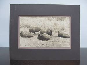 lot 228 image: Original Antique NORTHERN PACIFIC Railroad Photograph - Buffalo Herd