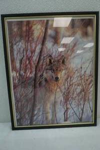 Wolf Picture