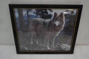 Wolf Picture