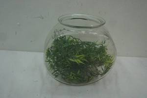 2-3 Gallon Glass Bowl Fish Tank with Green foliage
