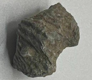 Small Brachiopods Fossil from Mississippian Era