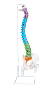lot 13 image: 34.6 Full Size Human Spine Skeleton Model