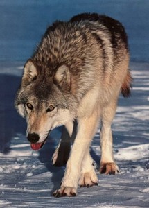 Framed Wolf Photographic Print