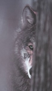 Brother Wolf Framed Print by Jim Brandenburg