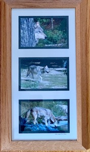Two Amazing Framed Animal Photographs