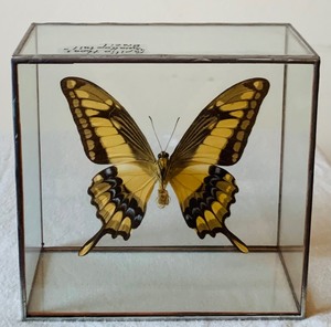 Taxidermy Swallowtail Butterfly from Brazil in Glass Display Case