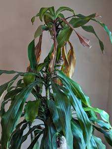 lot 9 image: Potted Dracaena Plant