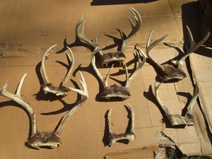 lot 274 image: Sets Of Antlers