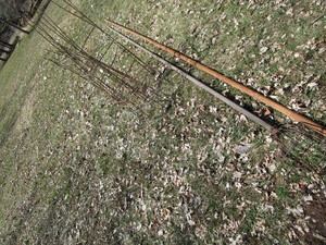 lot 290 image: Apple Picker On 12Ft Pole