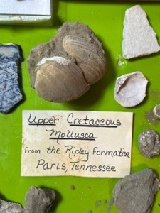Upper Cretaceous Mollusca Fossils, Pyrite, Quartz, Rattlesnake Rattle, Quartz wManganese Dendrites Etc