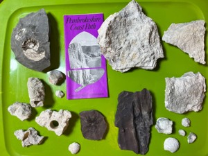 Pennsylvanian Aged Plant Fossil, Limestone with Natural Fossil Hole, Mollusk Cephalopods Limestone