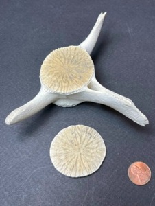 Chordata Mammalia Vertebrae South Dakota Collector Steve Isaacson