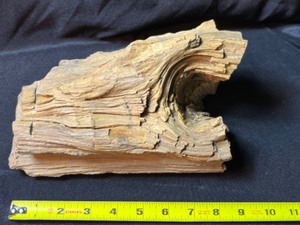 Petrified Wood with Knot Moderately Silicified