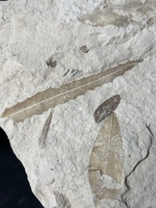 Alabama Eocene Aged Dryophyllum Plant Leaf Fossil #17 and More