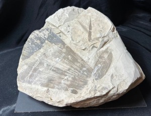 Large Alabama Palm Frond Fossil Eocene Aged