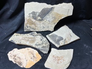 Eocene Aged Fish Fossils Kemmerer Wyoming...