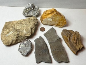 Eocene Aged Plant Leaf Fossil, Quartz Geode, Feldspar, Crinoid Stem, Petrified Wood Etc.