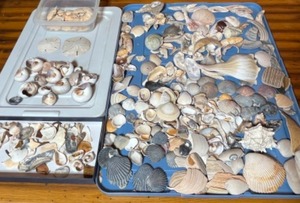 Miscellaneous Modern shells from the Florida keys