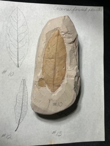 Eocene Aged Plant Leaf Fossil #10 in Calcareous Mudstone