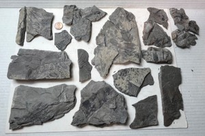 1969 Brazil Formation Indiana FindsLikely Carboniferous (358.9 -298.9 million years) Period FossilsRocks