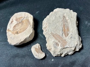 Eocene Aged Plant Leaf Fossils Nectandra(#11), Ficus Myrtifolius(#12) and Sterculia(#13)...