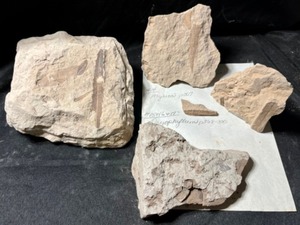 Eocene Aged Plant Leaf Fossils in Calcareous Mudstone Featuring Myrica(#14) and Dryophyifllum(#15)...