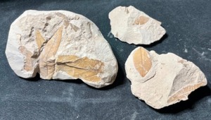 Eocene Aged Plant Leaf Fossils