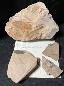 Eocene Aged Plant Leaf Fossils Featuring Dryhopofillum(#16) and More