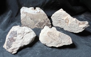 Eocene Aged Plant Leaf Fossils