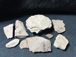Alabama Eocene Aged Plant Leaf Fossils