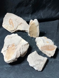 Alabama Eocene Aged Plant Leaf Fossils
