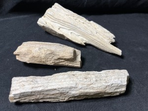 Petrified Wood Montana...
