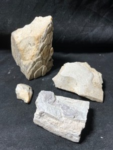 Petrified Wood Montana...
